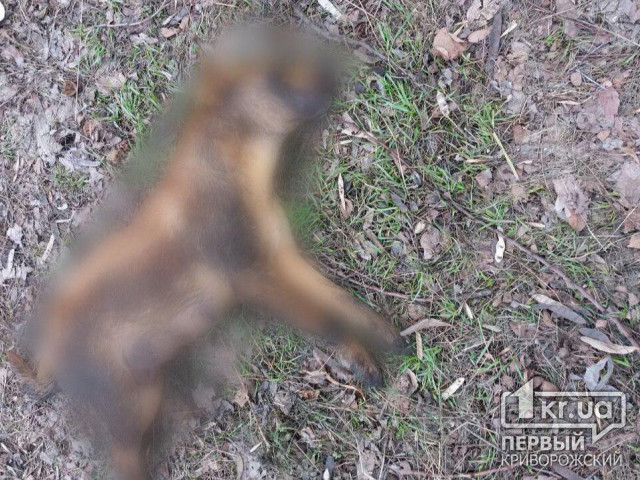 Фото 21+ В одном из районов Кривого Рога отравили бездомную собаку