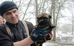 На Криворожской улице в Каменском пожарные спасли щенка, который упал в канализацию