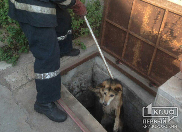 Собаку, которая несколько дней просидела в канализационном коллекторе, спасли криворожские пожарные
