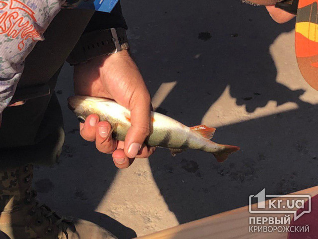Ущерб в 42 тысячи гривен рыбхозу нанесли браконьеры в Днепропетровской области