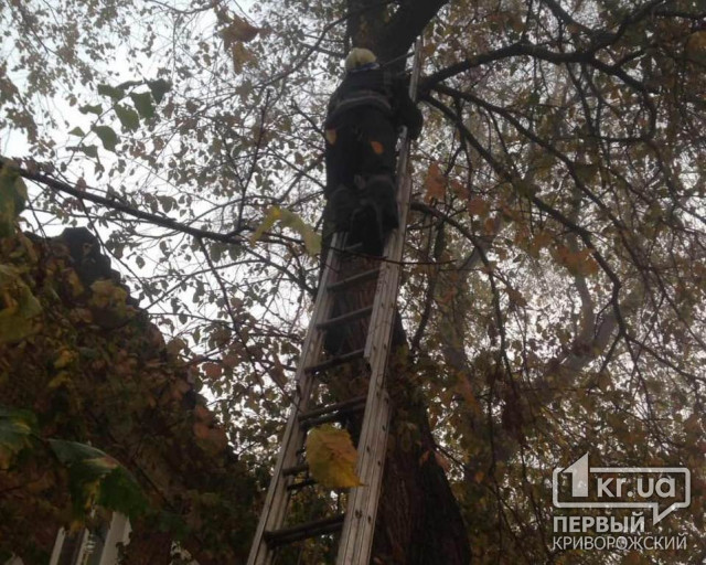 Криворожские пожарные спасли кота, который застрял на высоком дереве