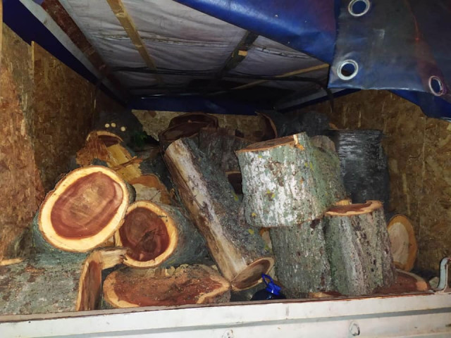 Криворожанин незаконно вырубил 40 деревьев в лесополосе