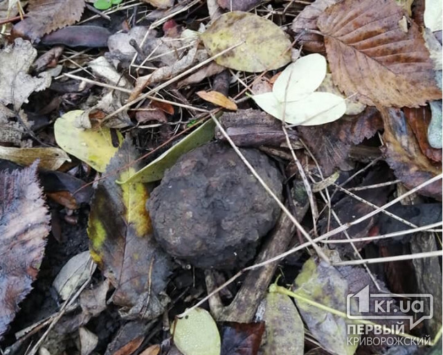 Во время тихой охоты житель Криворожского района нашел гранату