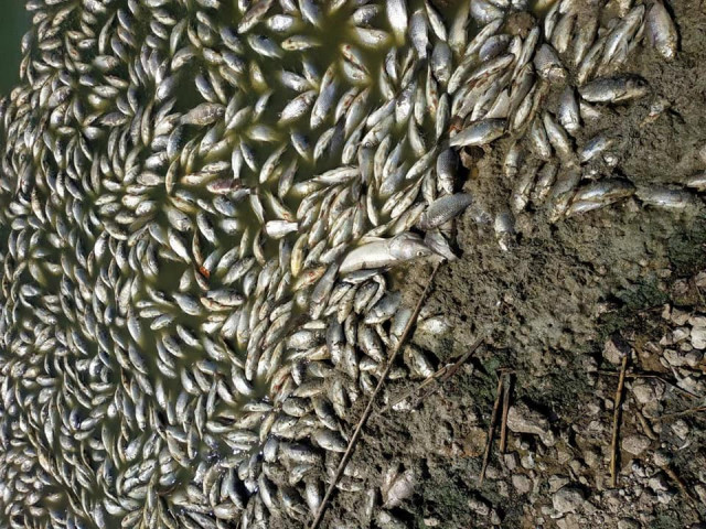 Тысячи тушек мертвой рыбы всплыли брюхом кверху на водоеме в Криворожском районе