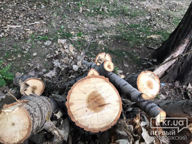 Криворожские управители начнут распил и вывоз поваленных деревьев (список адресов)