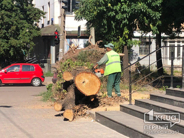 Полтора месяца понадобилось криворожским коммунальщикам, чтобы убрать огромное дерево