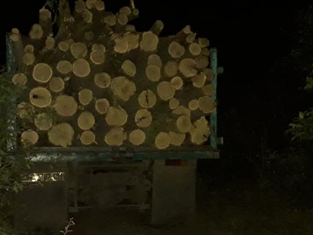 Недалеко от Кривого Рога мужчина незаконно вырубил больше 50 деревьев