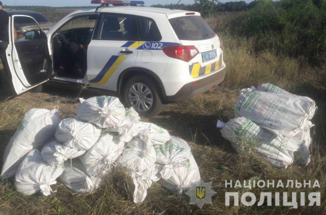 В Пятихатском районе нарушители пытались спрятать плантацию конопли на поле с подсолнухами