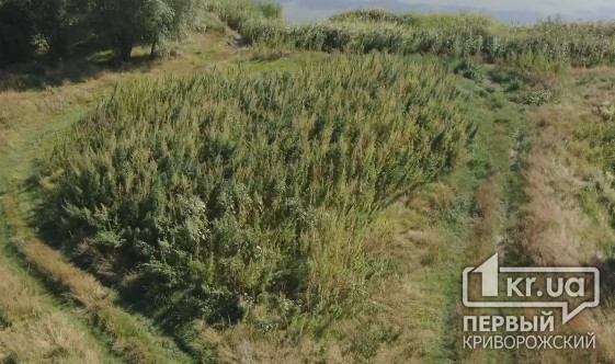 На берегу реки в Днепропетровской области полицейские нашли «лес» из конопли