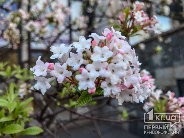Криворожанам предлагают полюбоваться цветением сакуры
