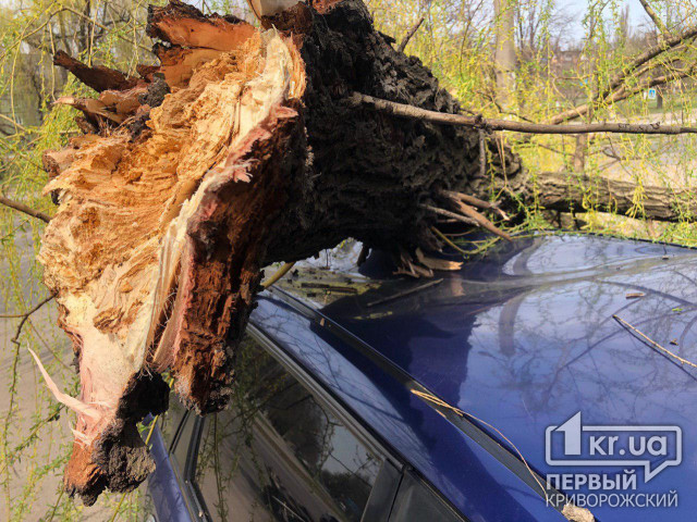 Дерево, которое рухнуло на 2 авто, не было сухим, - управитель