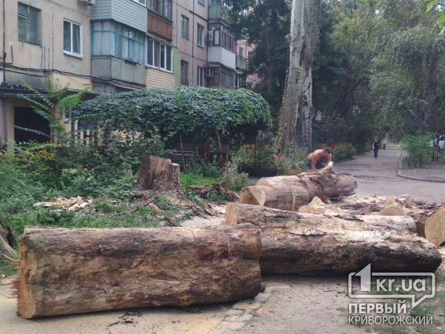 В Кривом Роге коммунальщики убрали дерево, рухнувшее на балкон жилой квартиры
