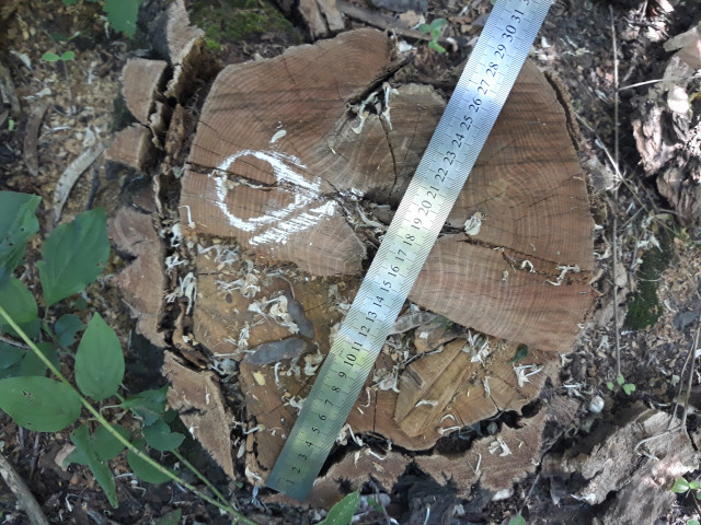 В Кривом Роге члены ОПГ продавали незаконно вырубленные деревья