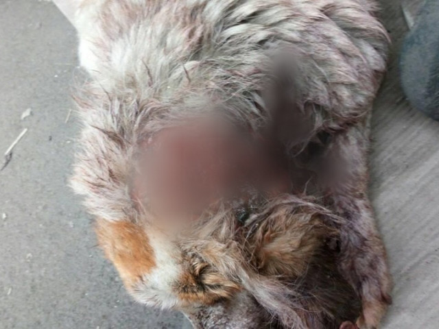 В Кривом Роге с собаки сняли кожу, волонтеры и ветеринары пытаются спасти животное