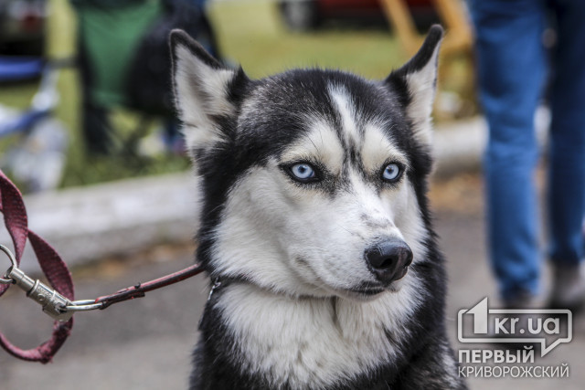 На криворожском стадионе более 500 собак участвуют во Всеукраинской выставке (ОБНОВЛЕНО)