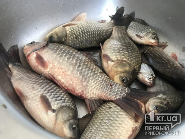 За неделю у браконьеров в Днепропетровской области изъяли почти 100 килограмм рыбы