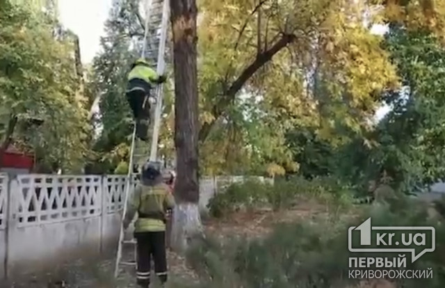 Криворожские пожарные спасли кота, который застрял на дереве