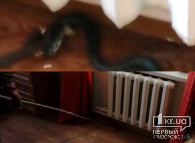 В Криворожском районе люди обнаружили змею в доме