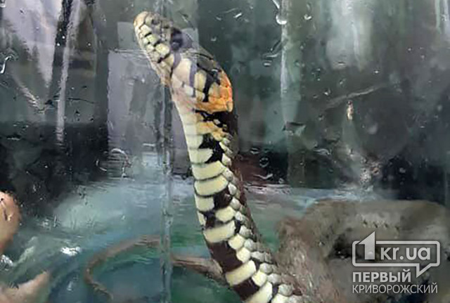 Змея заползла в подвал детсада в Криворожском районе