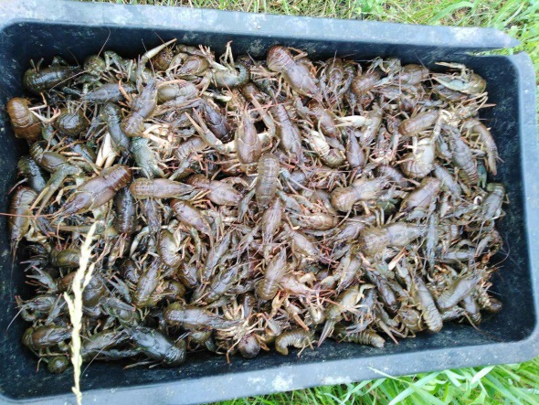 В Криворожском районе задержали мужчин, выловивших раков и рыбы на 26 тысяч гривен
