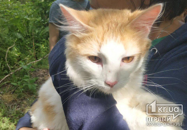 Видео спасения кота Яши криворожским экстремалом