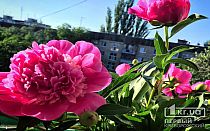 Фото новости