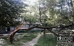 Во дворе одного из домов падают деревья, поломанные крышки канализационного люка, а управляющая компания бездействует, - криворожане