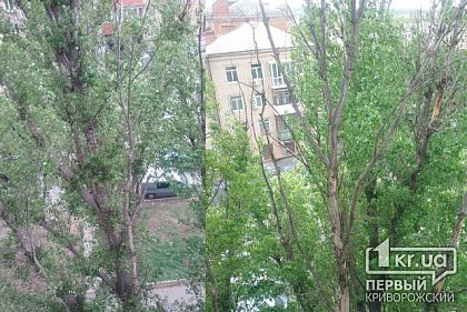 Криворожанин жалуется на аварийные деревья