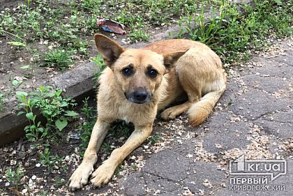 С утра жители Кривого Рога вышли на подсчет бродячих собак