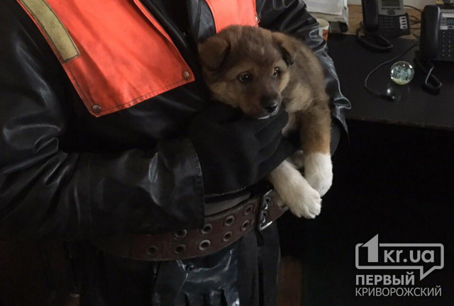 Криворожские пожарные спасли щенка, который застрял на мосту