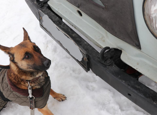 В Кривом Роге служебная собака Дора нашла в автобусе и легковушке оружие