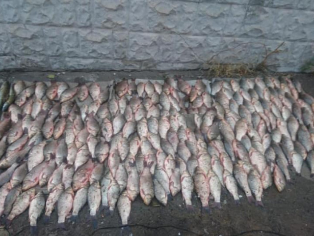Двоим криворожанам, которые выловили 65 кило рыбы на берегу Саксагани, грозит лишение свободы