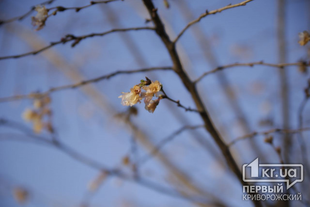 В минусовую погоду в криворожском парке зацвели молодые фруктовые деревья