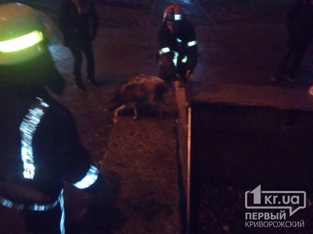 Собаку, которая упала в неработающий фонтан, спасли криворожские пожарные