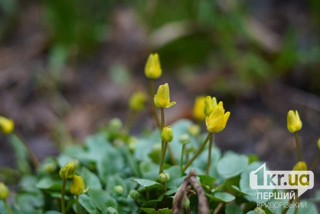 До 22°С та мінлива хмарність: погода у Кривому Розі на тиждень