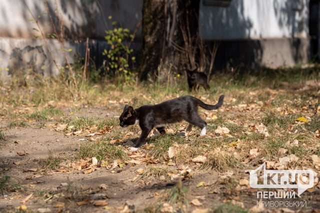 С начала года на Днепропетровщине зафиксировали 17 случаев бешенства