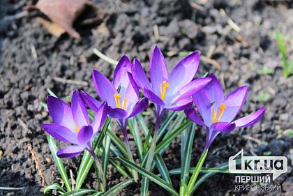 До +20°С и облачно: погода в Кривом Роге 12 марта