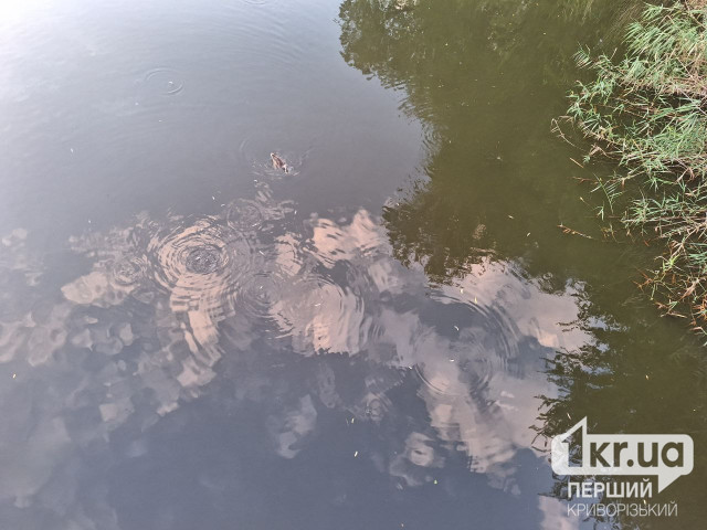 У водоймі Кривого Рогу виявили збудник холери У водоймі Кривого Рогу виявили збудник холери