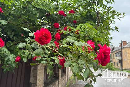 Якою буде погода у Кривому Розі 2 липня