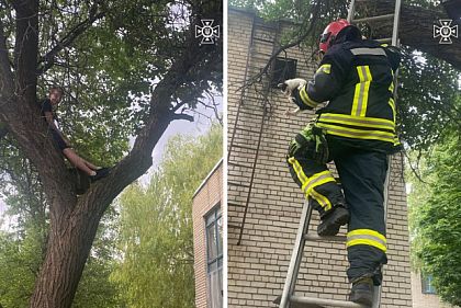На Днепропетровщине подросток застрял на дереве, спасая котенка