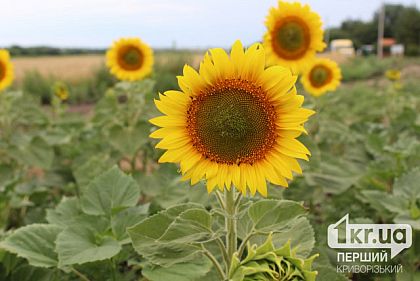 Якою буде погода у Кривому Розі 3 липня