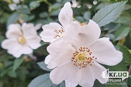 Какая погода будет в Кривом Роге 6 июля