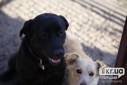 В Україні вперше затвердили єдині правила перевезення тварин в автобусах