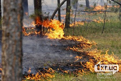 Сколько гектаров земли выгорело на Днепропетровщине с начала лета