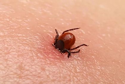 В Днепропетровской области растет угроза болезни Лайма: как защититься