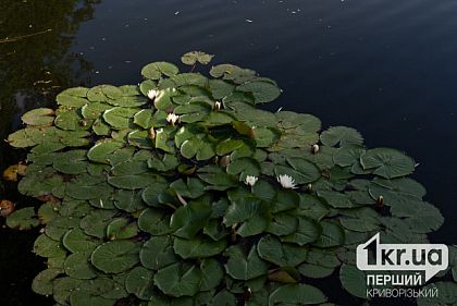 Какой погоды ждать криворожанам 17 июля