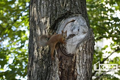 Какую погоду прогнозируют в Кривом Роге на выходных
