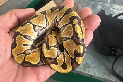 Житель Днепропетровской области пытался ввезти в Украину королевского питона в багажнике Mercedes