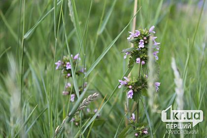 Температура воздуха повысится: погода в Кривом Роге на неделю