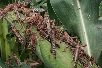 Криворіжцям пояснили причини нашестя сарани та чи варто з нею боротись